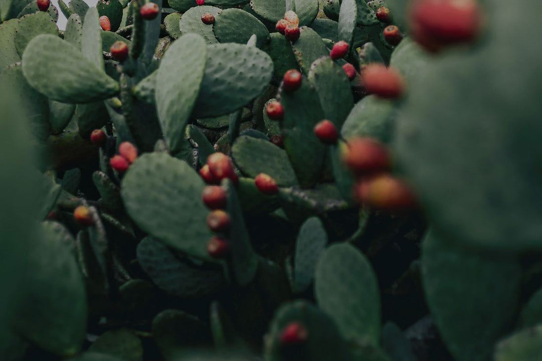 Everything you need to know about prickly pear, the cactus ingredient that helps skin stay calm