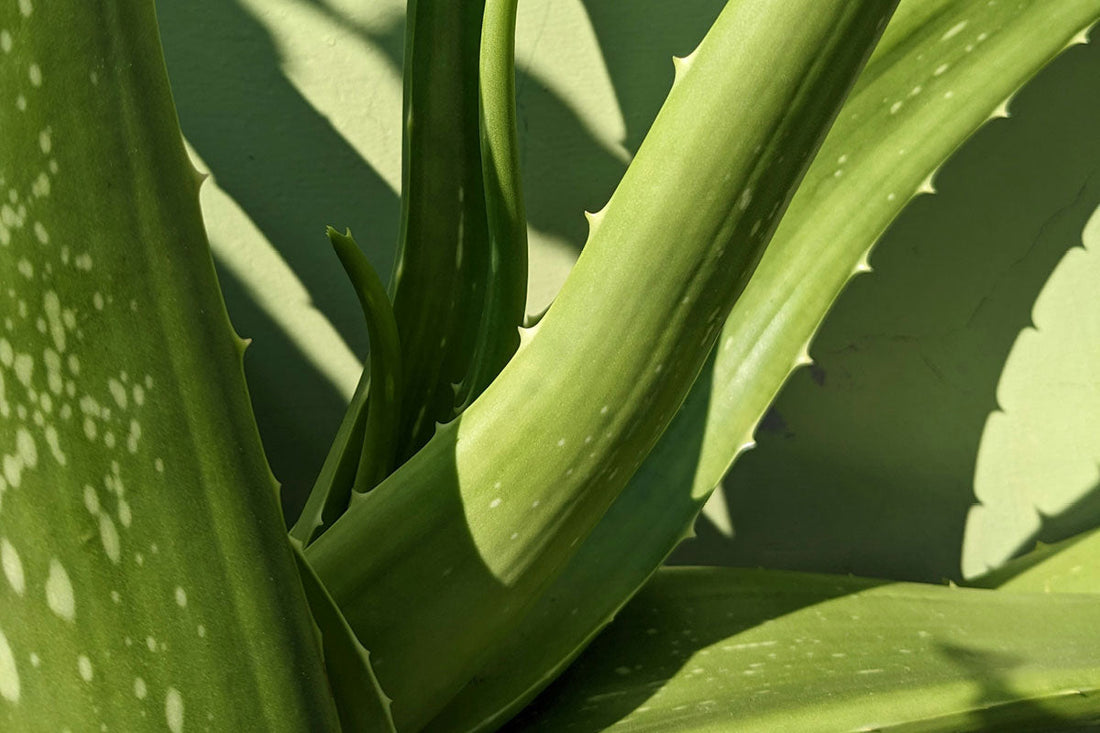 Aloe vera water benefits for skin and gut health