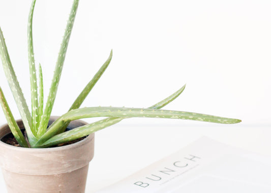How to make Aloe Vera Water at home (our recipe!)