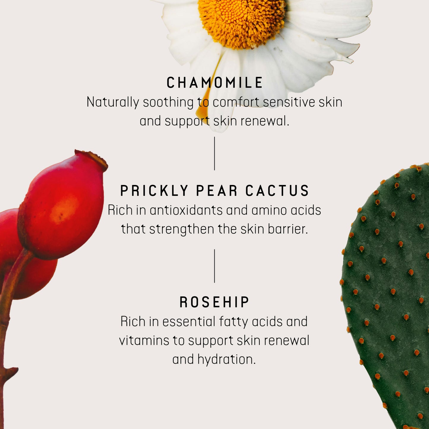 Daily Rejuve Facial Oil