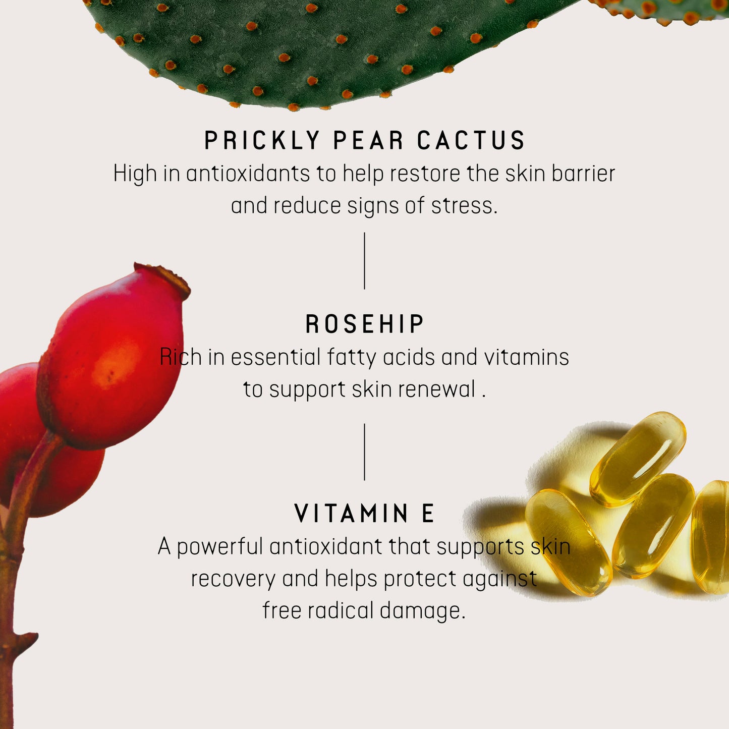 Close up of the 3 key  ingredients present in the night serum of cactus skincare 